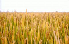 稻谷飘香迎丰年|新宝gg生产基地奏响丰收乐章