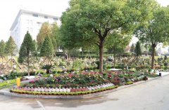 以树为碑：生命的另一种生长